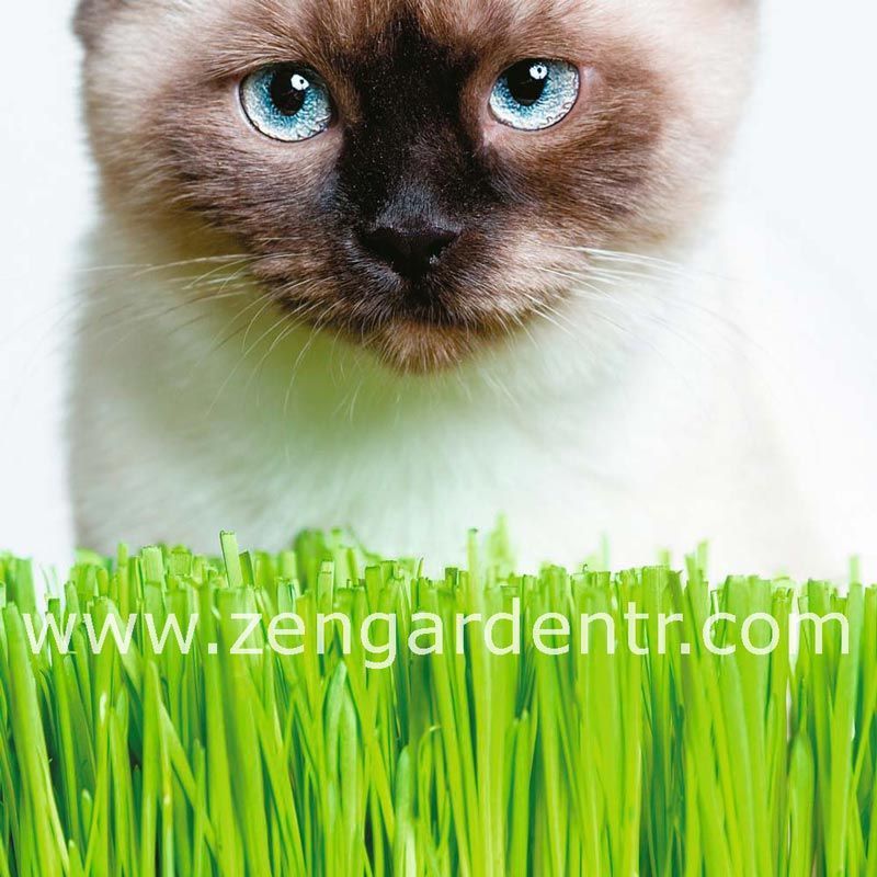 Kedi çimi tohumu çok yıllık dactylis glomerata cat grass zengarden